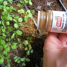 My Garden Heaven Plants Veggie Garden Growing Vegetables