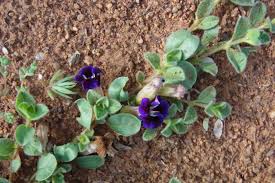 Image result for Aptosimum