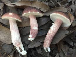 Image result for Boletus separans