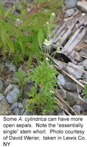 Image result for Anemone transvaalensis