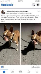 No need to wander anywhere. Las Vegas Boston Terrier Meetup Posts Facebook