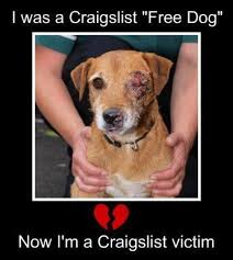 As breeders with 19 years of breeding experience, our philosophy or role is to make. Craigslist Animals Need Saving Too