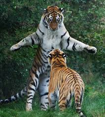 This pose is done on fours where the spine is stretched to the maximum giving a great opening to the hips and the thighs. Tiger T Posing In Front Of An Another Tiger Memetemplatesofficial