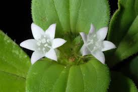 Image result for Richardia scabra