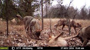 This applies to both animals and humans that suffered. 30 Years After Chernobyl Uga Camera Study Reveals Wildlife Abundance In Cez Uga Today