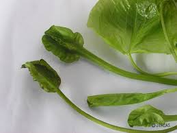 Image result for Ottelia