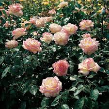 Pour l'occasion, le royal blog vous propose de revoir sa vie en. Moderne Edelrose Rose Princesse De Monaco Mehrfarbig