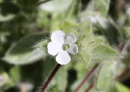 Image result for Nelsonia