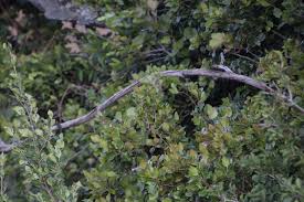 Image result for Rhoicissus tridentata