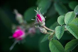 Saved by syeda nayab zahra. The Promise Of A Blossom Bois De Jasmin