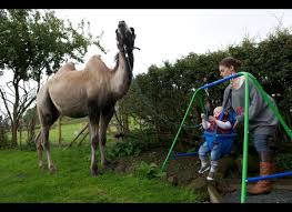Animals In The News Animal Slaughter Animals Farm Animals