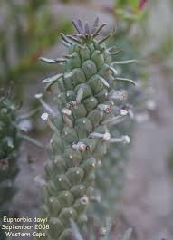 Image result for Euphorbia davyi