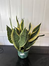 Image result for Tristachya superba