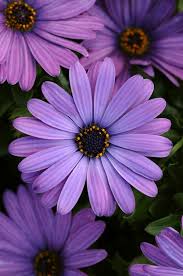 Image result for Osteospermum