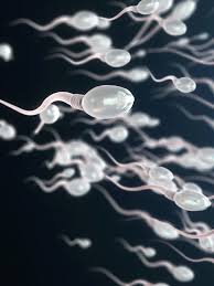 Pode engolir esperma? Faz mal? Veja essas e outras dúvidas