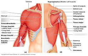Each deltoid muscle has three heads, or distinct parts: Anterior And Posterior Shoulder Muscles Diagram Quizlet