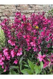 Image result for foto Lobelka