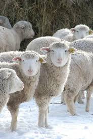 Amazing World On Twitter Sheep Animals Beautiful Cute Animals