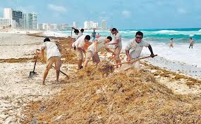 Si bien la contingencia del sargazo en cancun es un tema que le ha dado la vuelta al mundo, la realidad para los cancunenses luce diferente al reciente amarillismo promovido por diversos medios. Sargazo 5 Mil Pesos Al Mes Por Limpiar Las Playas De Cancun