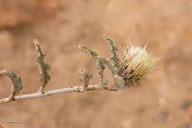 Image result for Dicoma capensis