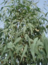Image result for Eucalyptus camaldulensis