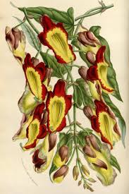 Image result for Thunbergia mysorensis