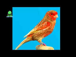 Birds Chirping In The Morning Sound Effect Canary Singing Champion 2015 Canary Orpheus Canary Singing Animal Sounds Canary
