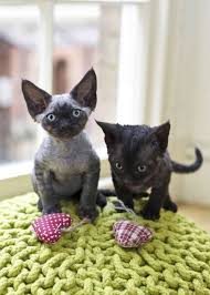 Bebek Black Smoke Devon Rex Kediler Yavru Kediler Kedi Kedi Kopek