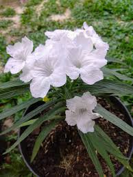 Check spelling or type a new query. Kencana Wikipedia Bahasa Indonesia Ensiklopedia Bebas