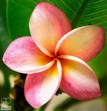 Pin On Plumeria Flowers
