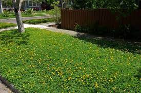 Ornamental Peanut Arachis Glabrata Grass Alternative Lawn Alternatives Low Water Gardening