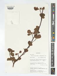 Image result for Turraea robusta