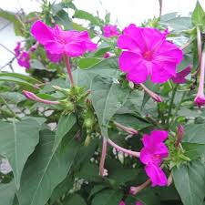 Image result for Mirabilis jalapa