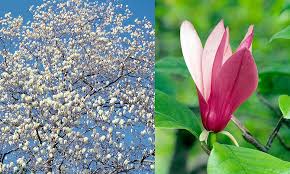 Image result for Magnoliaceae