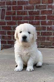Our dog breeder directory is the ultimate source of listings for breeders in north america. Goldenretriever Caleb Akc Male English Cream Golden Retriever Puppy Loogootee Indiana Goldenretrieverpuppies G Golden Retriever Cute Baby Animals Puppies