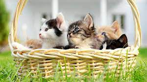 Find a kittens on gumtree, the #1 site for cats & kittens for sale classifieds ads in the uk. Where To Adopt Kittens For Free Lovetoknow