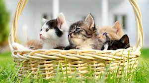 Remember before you buy a kitten, keep in mind adoption is the most humane option! Where To Adopt Kittens For Free Lovetoknow