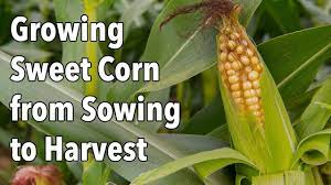 Corn needs good, loose soil with lots of organic matter. Growing Sweet Corn From Sowing To Harvest