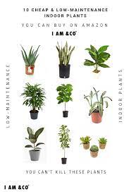 Cheap Indoor Plants You Can Buy Online Low Maintenance Indoor Plants Low Maintenance Plants Plants