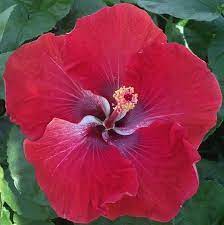 Yuletide Hibiscus Hibiscus Flowers Hibiscus Tropical Flowers
