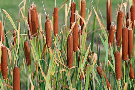 Image result for Typha