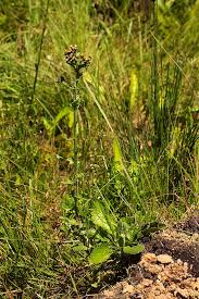 Image result for Eschenbachia