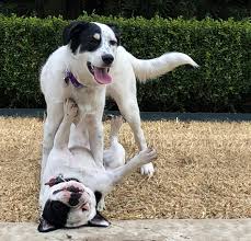 Most pet sitters charge for their services based on the number of visits required per day. Dog Walkers Dallas Pet Sitters Dallas Dog Walker Inc