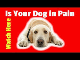 Your veterinarian может обеспечить рецепт так что вы может получить. Antibiotics For Dogs Without Prescription 1 Amoxicillin