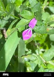 Image result for Isoglossa ciliata