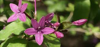 Image result for Eranthemum laxiflorum