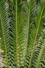 Image result for Cyathula natalensis