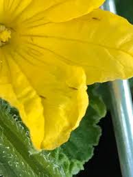 Image result for thrips damage on cucumber