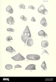 Image result for Stanfieldiella imperforata