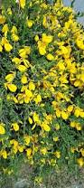Image result for Heterotis decumbens